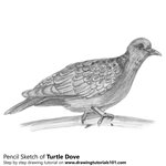 How to Draw a Turtle Dove