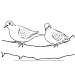 How to Draw Turtledoves