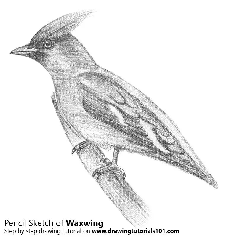 Pencil Sketch of Waxwing - Pencil Drawing
