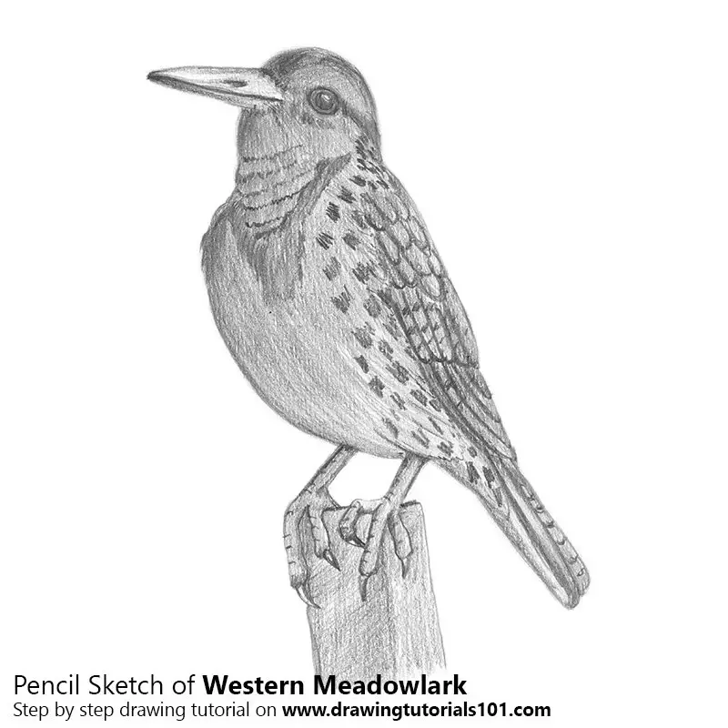 Pencil Sketch of Western Meadowlark - Pencil Drawing