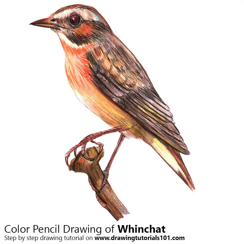 Whinchat Color Pencil Drawing