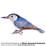 How to Draw a White-Breasted Nuthatch