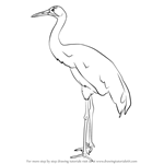 How to Draw a Whooping crane