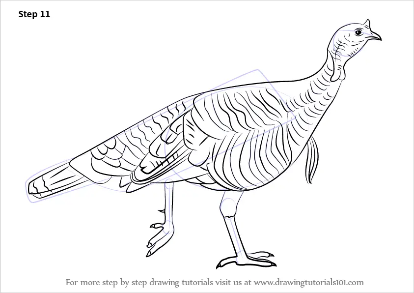 Learn How to Draw a Wild Turkey (Birds) Step by Step Drawing Tutorials