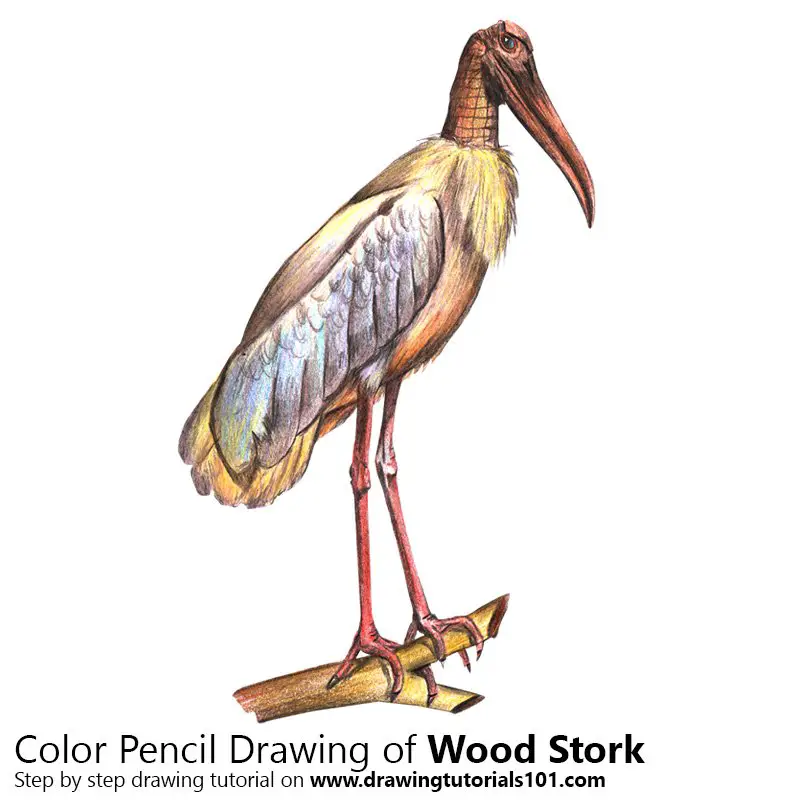 Wood Stork Color Pencil Drawing