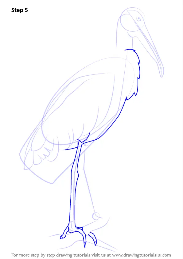 Step by Step How to Draw a Wood Stork