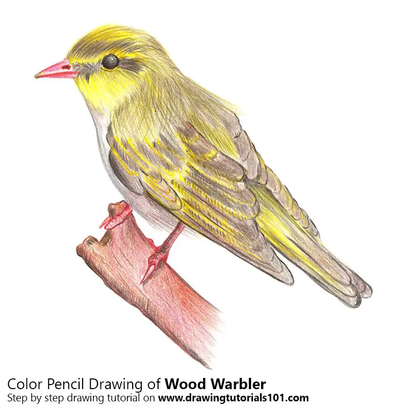 Wood Warbler Color Pencil Drawing