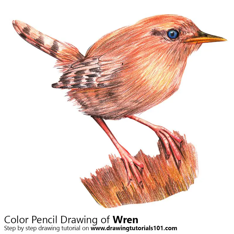 Wren Color Pencil Drawing