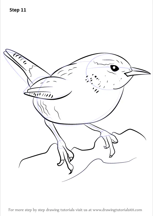 Learn How to Draw a Wren (Birds) Step by Step Drawing Tutorials
