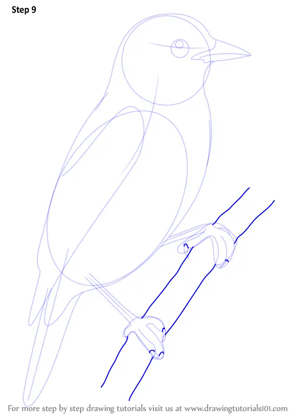 Learn How to Draw Xenops (Birds) Step by Step : Drawing Tutorials