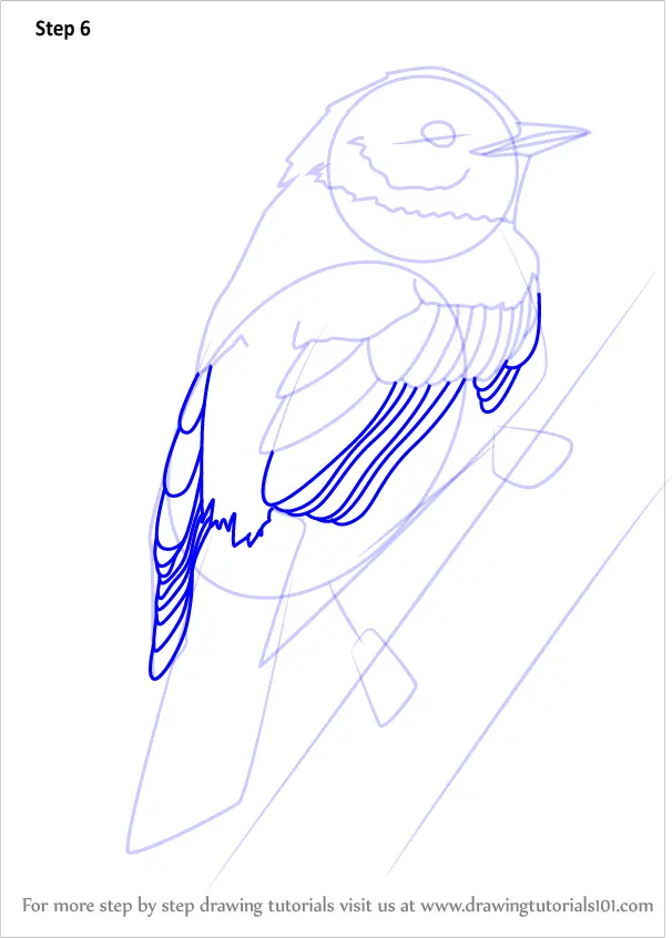 Learn How to Draw a Yellow-rumped Warbler (Birds) Step by Step ...