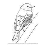 Birds Drawing Tutorials - Step by Step : DrawingTutorials101.com