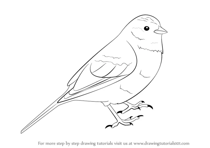 Learn How to Draw a Yellowhammer (Birds) Step by Step : Drawing Tutorials