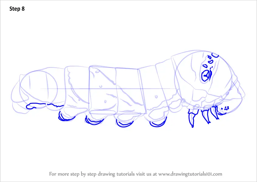 Step by Step How to Draw a Butterfly Larva