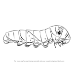 How to Draw a Butterfly Larva