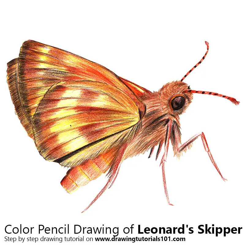 Leonard's Skipper Color Pencil Drawing