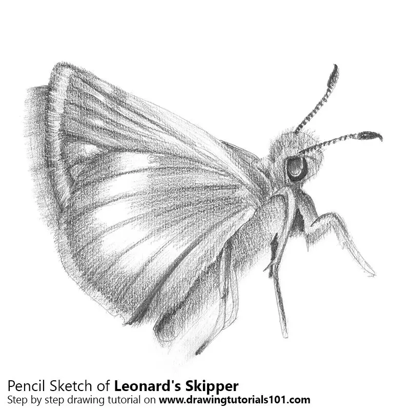 Pencil Sketch of Leonard's Skipper - Pencil Drawing