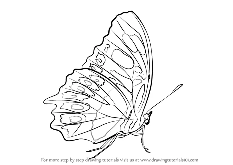 Learn How to Draw a Malachite (Butterflies) Step by Step : Drawing ...