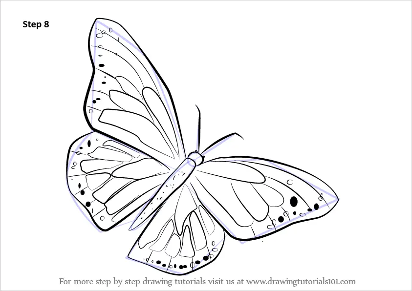 Learn How to Draw a Monarch Butterfly (Butterflies) Step by Step