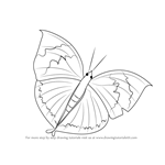 How to Draw an Orange Oakleaf Butterfly
