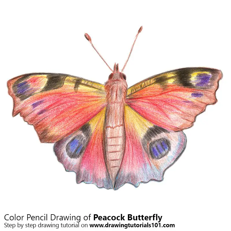 Peacock Butterfly Color Pencil Drawing