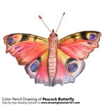 How to Draw a Peacock Butterfly