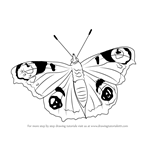 How to Draw a Peacock Butterfly