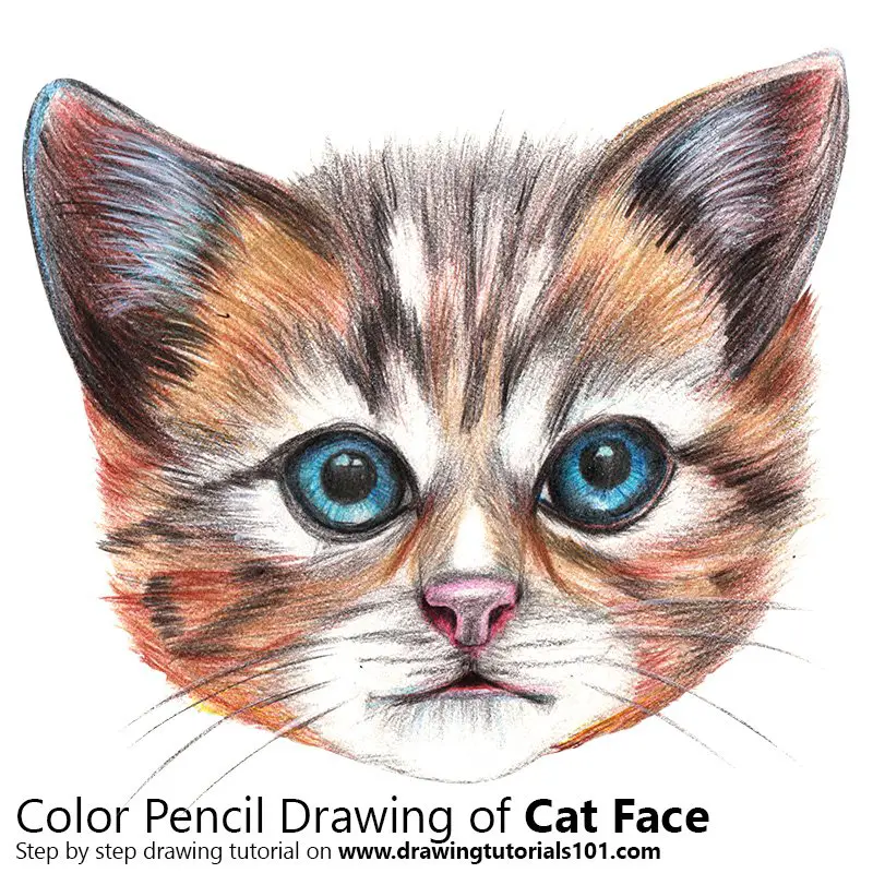 Cat Face Color Pencil Drawing
