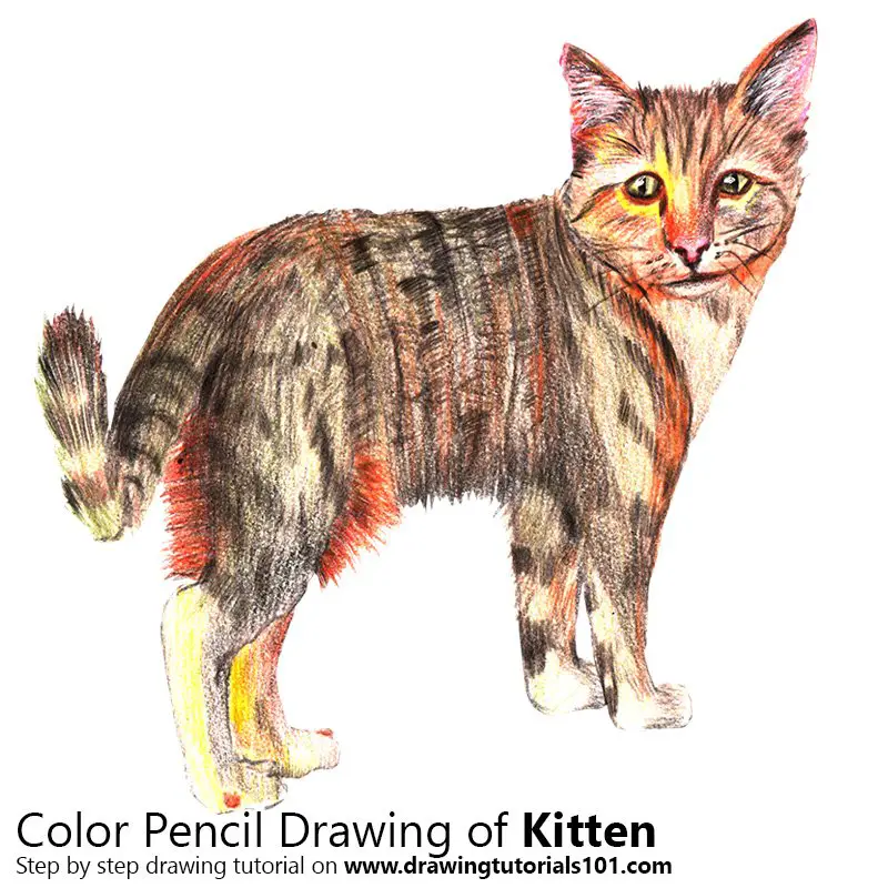 Kitten Color Pencil Drawing