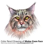 How to Draw a Maine Coon Face