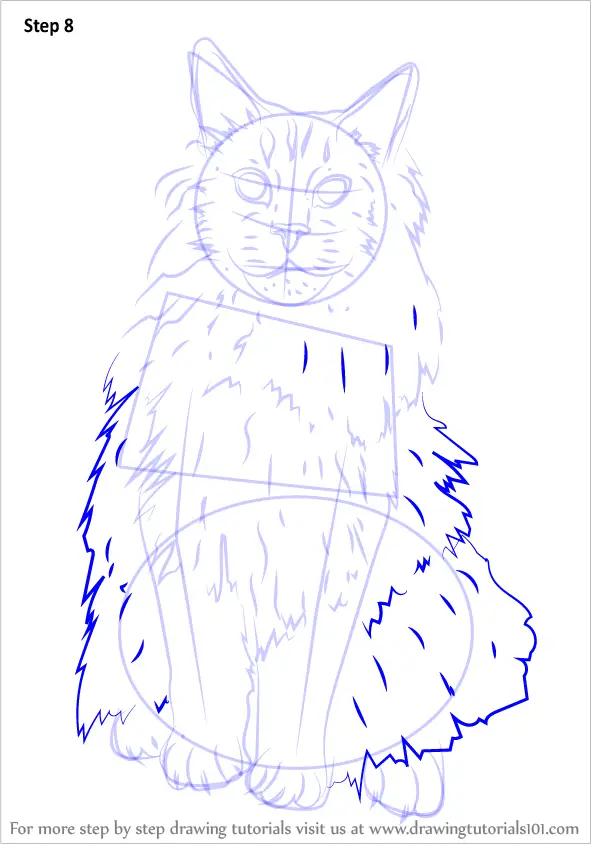 Learn How to Draw a Maine Coon (Cats) Step by Step Drawing Tutorials