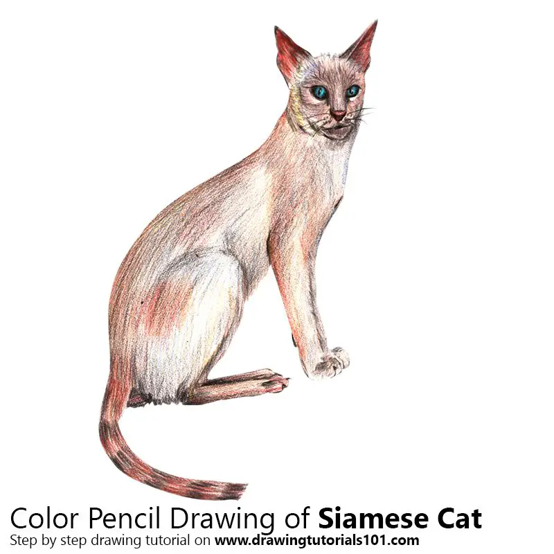 Siamese Cat Color Pencil Drawing