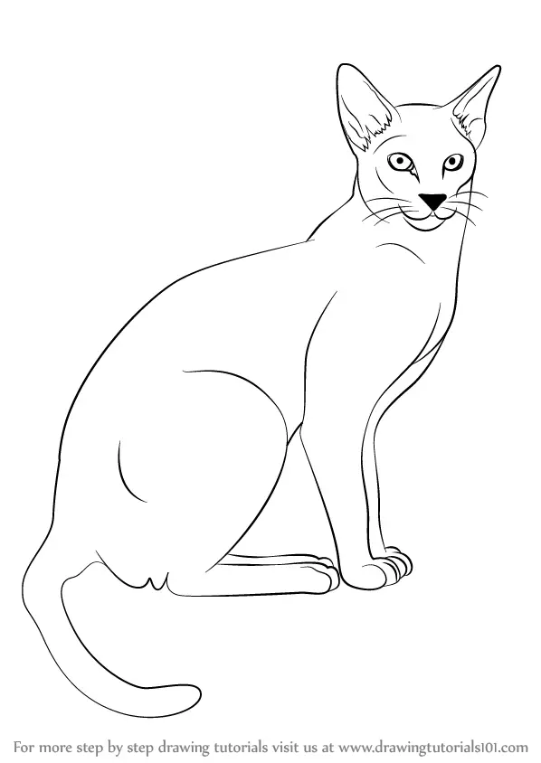 Learn How to Draw a Siamese Cat (Cats) Step by Step : Drawing Tutorials