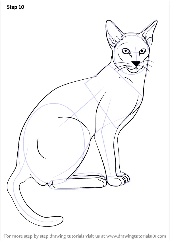 Learn How to Draw a Siamese Cat (Cats) Step by Step Drawing Tutorials