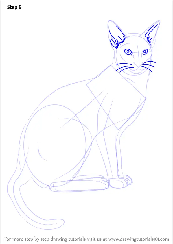 Learn How to Draw a Siamese Cat (Cats) Step by Step Drawing Tutorials