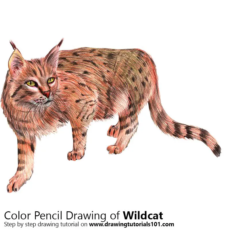 Wildcat Colored Pencils Drawing Wildcat with Color Pencils