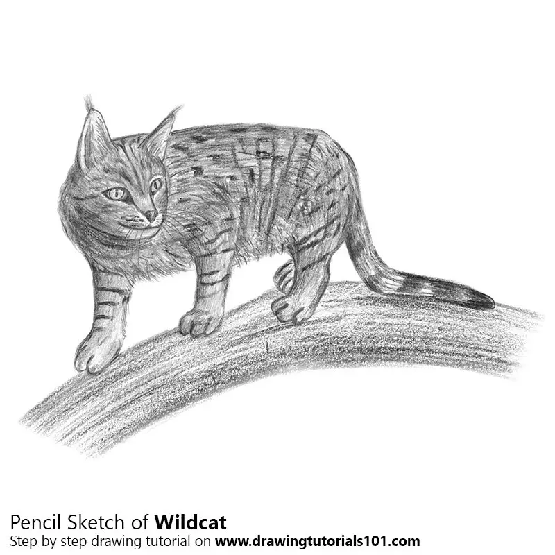 Graphite Pencil Wildlife Studies Animal Art Sketches For Sale  Alan M Hunt