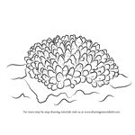 How to Draw an Acropora