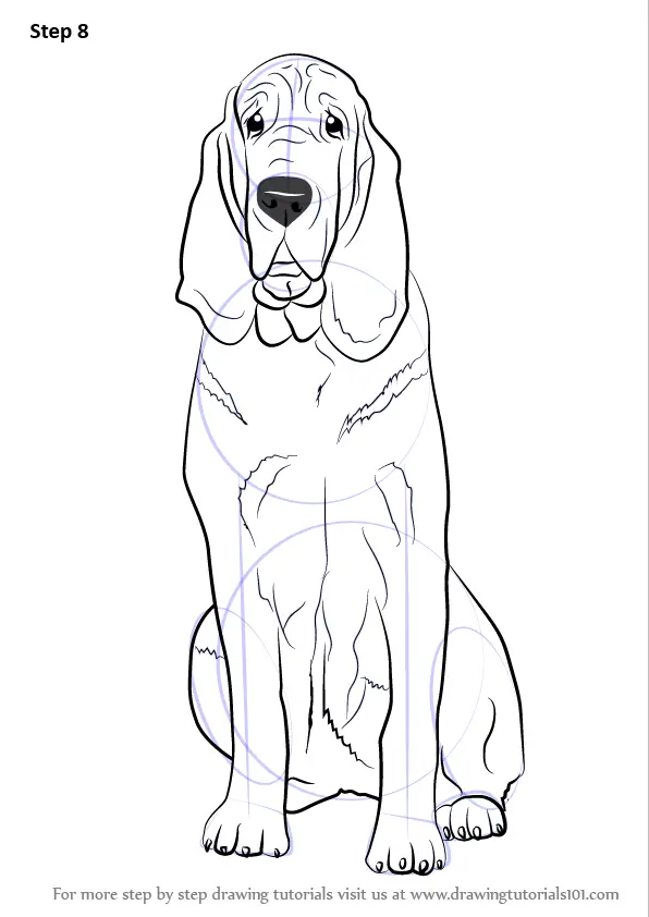 Learn How to Draw a Bloodhound Dog (Dogs) Step by Step : Drawing Tutorials
