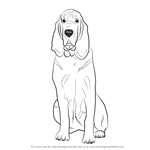 How to Draw a Bloodhound Dog