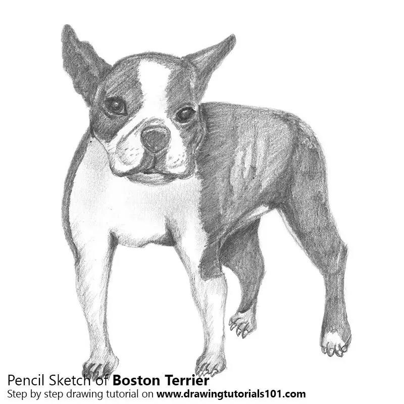 Pencil Sketch of Boston Terrier - Pencil Drawing.
