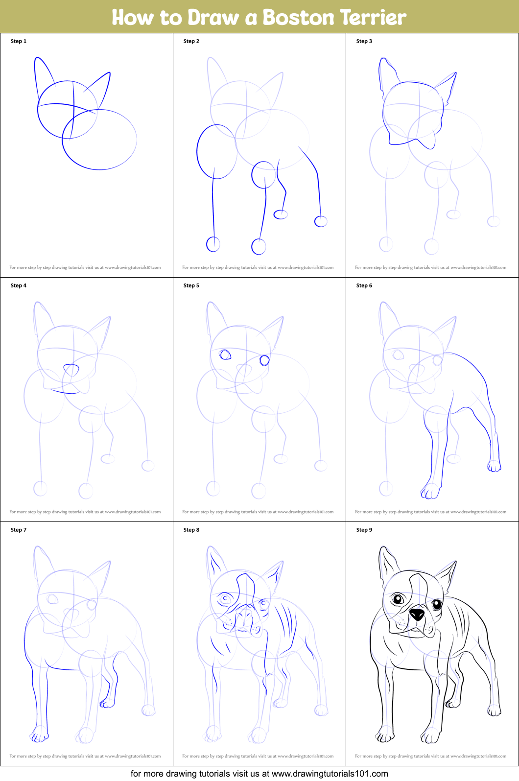 How to Draw a Boston Terrier printable step by step drawing sheet
