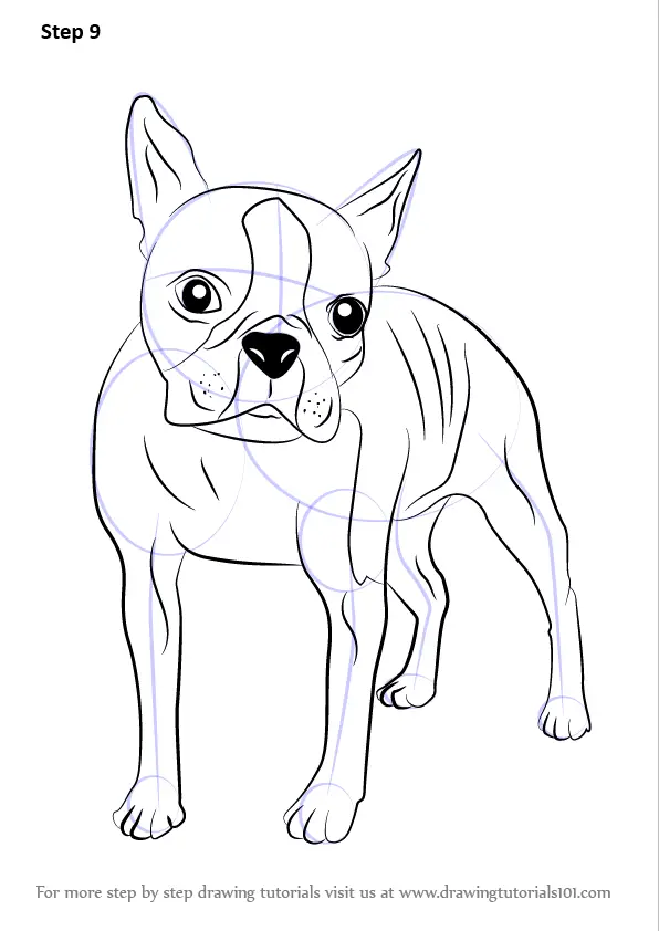 Download Learn How to Draw a Boston Terrier (Dogs) Step by Step ...