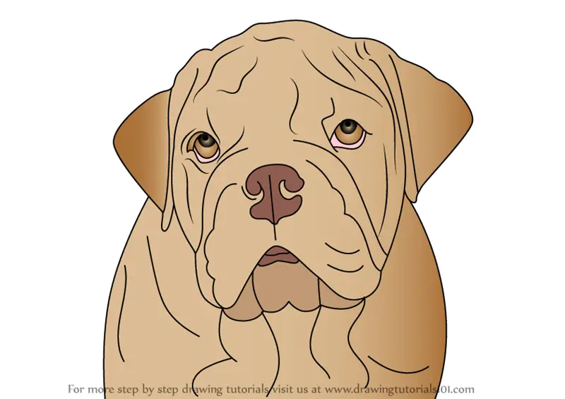 Learn How to Draw a Bulldog Face (Dogs) Step by Step Drawing Tutorials