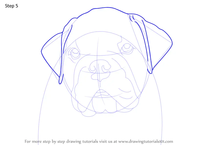 Step by Step How to Draw a Bulldog Face