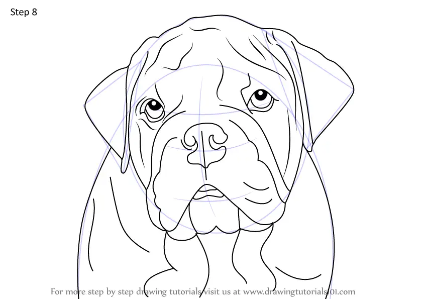 Learn How to Draw a Bulldog Face (Dogs) Step by Step : Drawing Tutorials