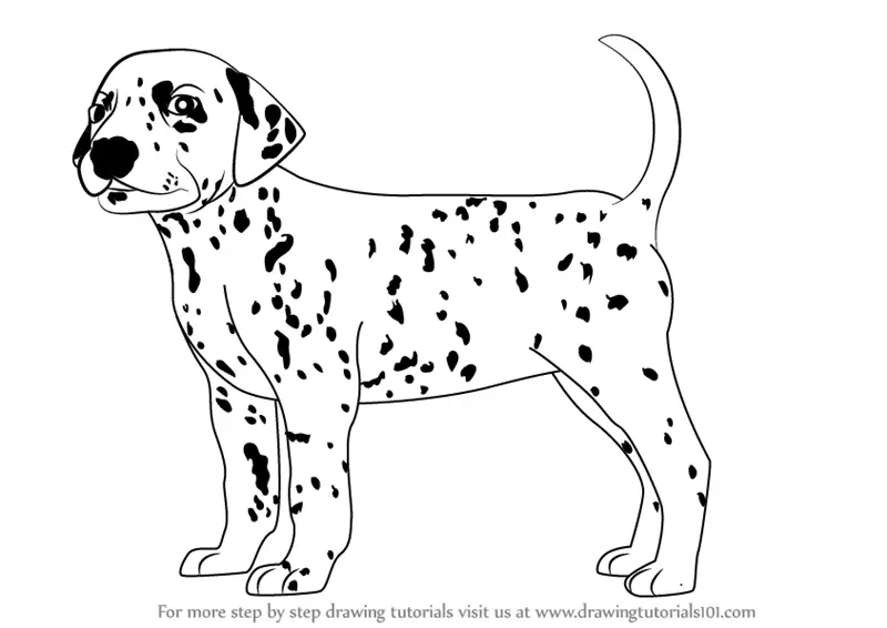 Learn How to Draw a Dalmatian Dog (Dogs) Step by Step : Drawing Tutorials