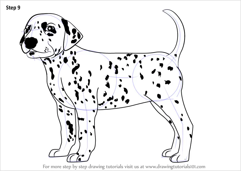 Learn How to Draw a Dalmatian Dog (Dogs) Step by Step Drawing Tutorials