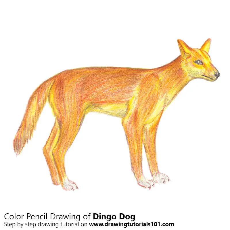 Dingo Color Pencil Drawing