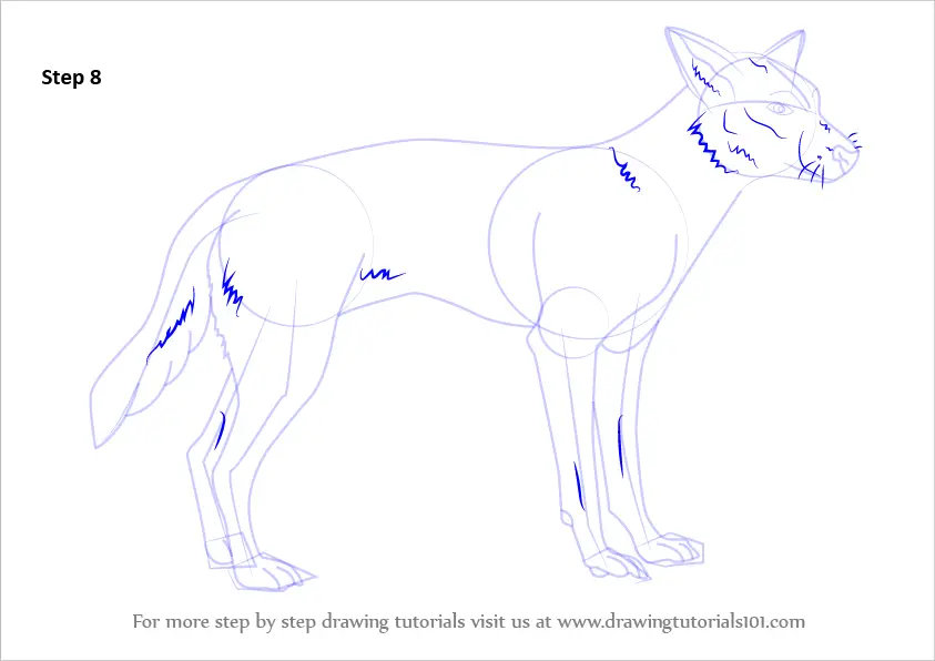 Learn How to Draw a Dingo (Dogs) Step by Step Drawing Tutorials